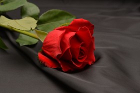 嬌豔欲滴的紅色玫瑰花圖片