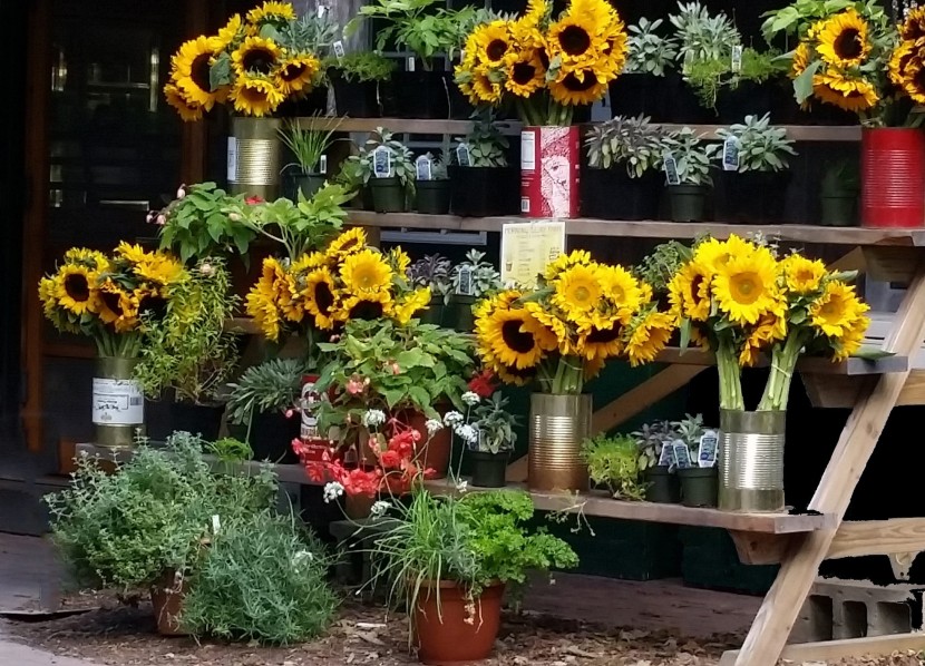 美麗的花店鮮花圖片