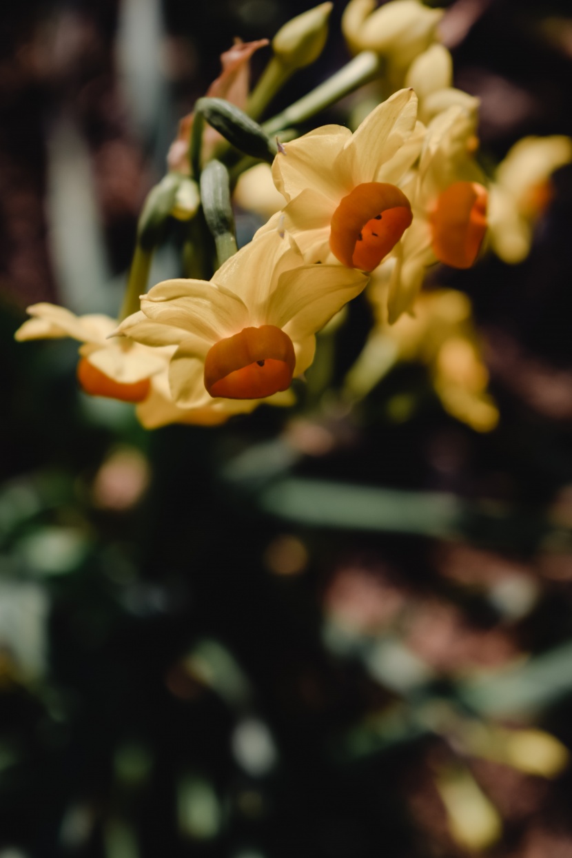 花色靓麗的黃水仙圖片