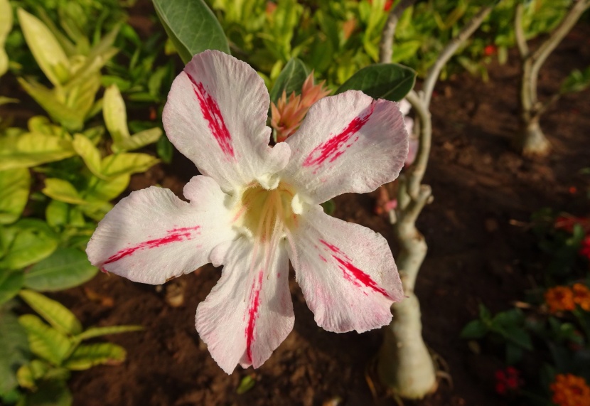 花色豔麗的天寶花圖片