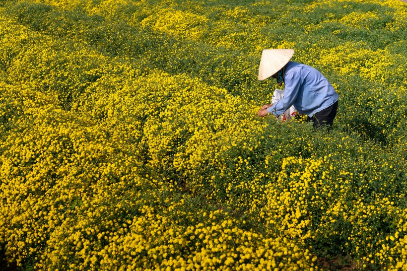 花田景色圖片