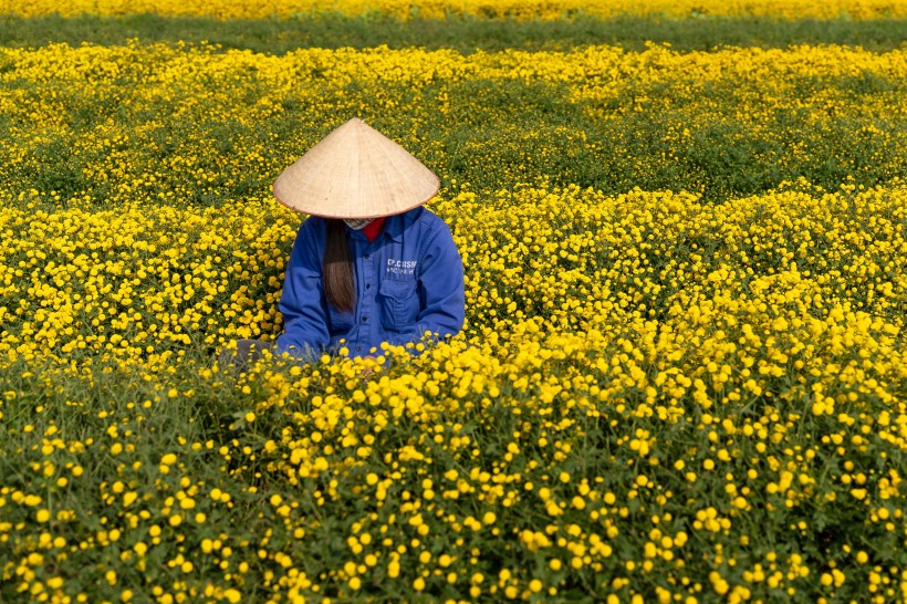 花田景色圖片