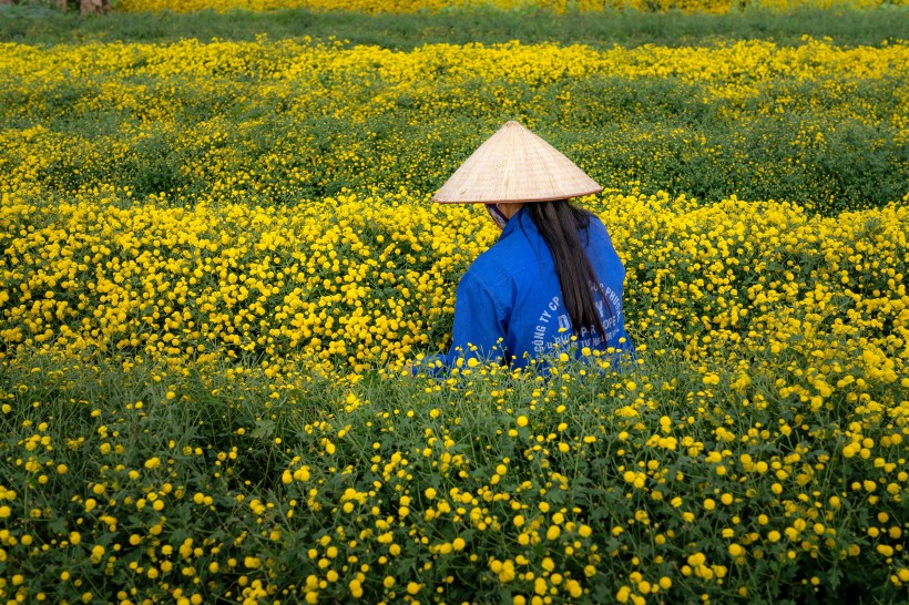 花田景色圖片