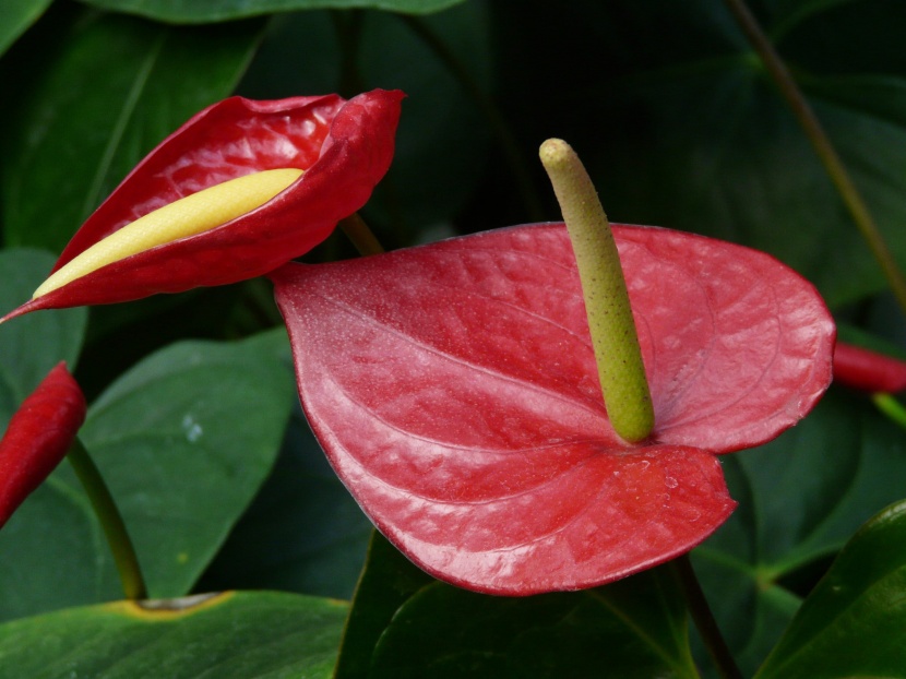 花姿奇特的花燭圖片