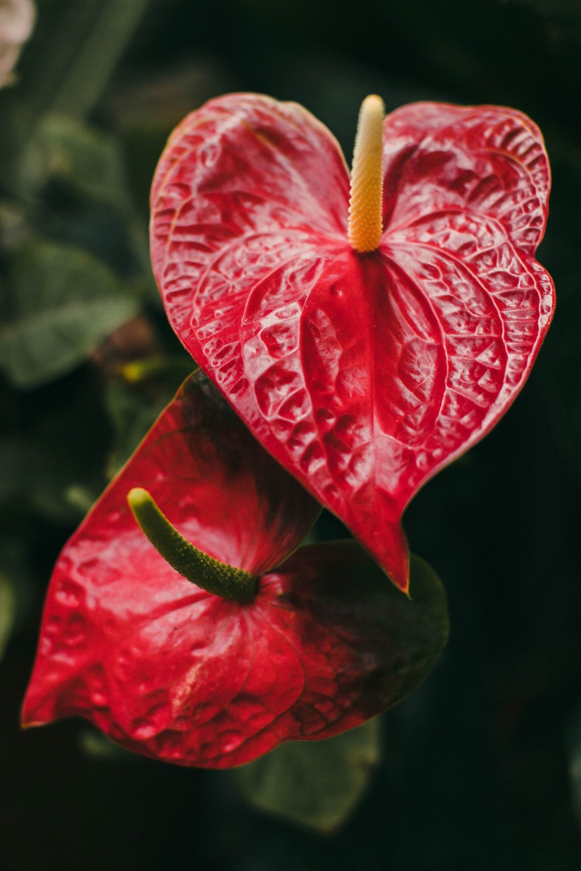 花姿奇特的花燭圖片