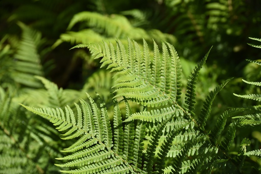 綠色蕨類植物圖片