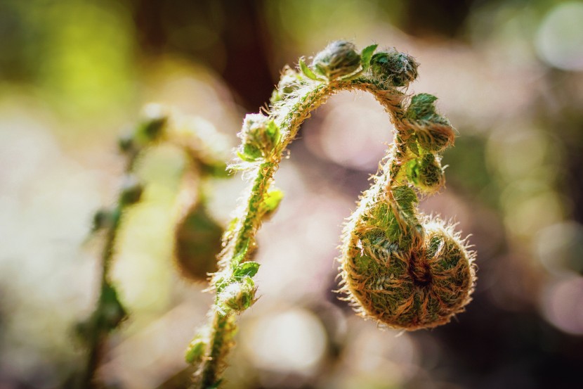 綠色蕨類植物圖片