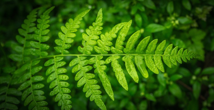 綠色蕨類植物圖片