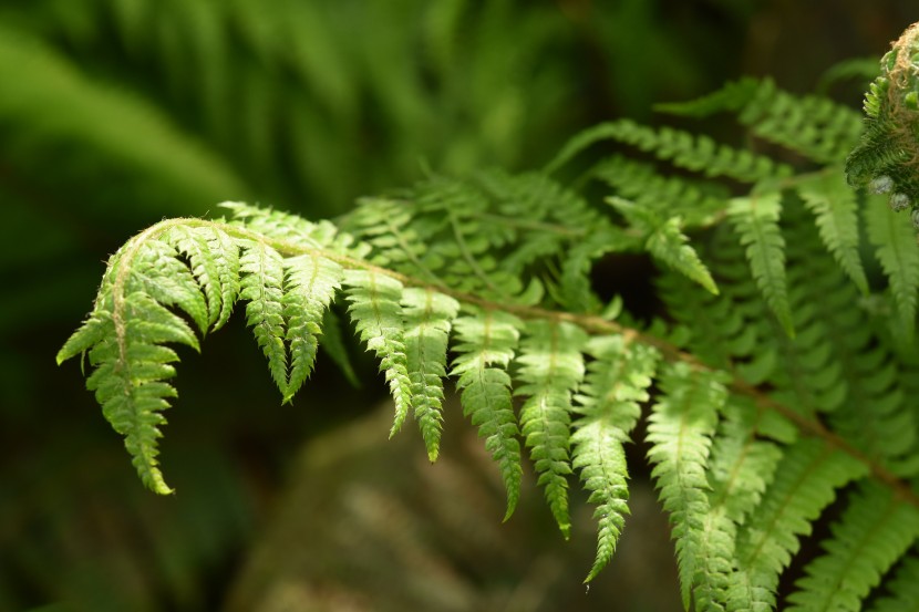 綠色蕨類植物圖片