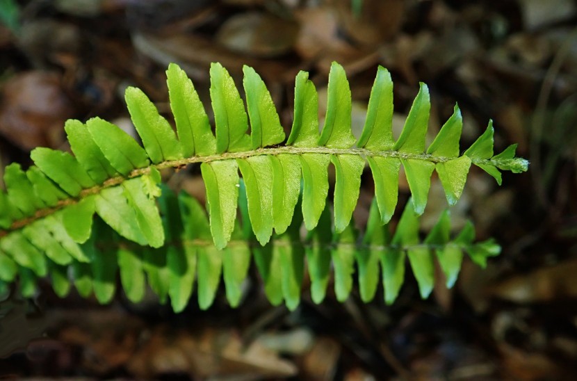 綠色蕨類植物圖片