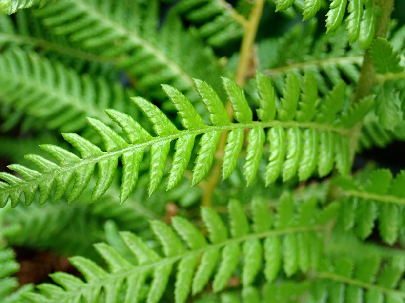 綠色蕨類植物圖片