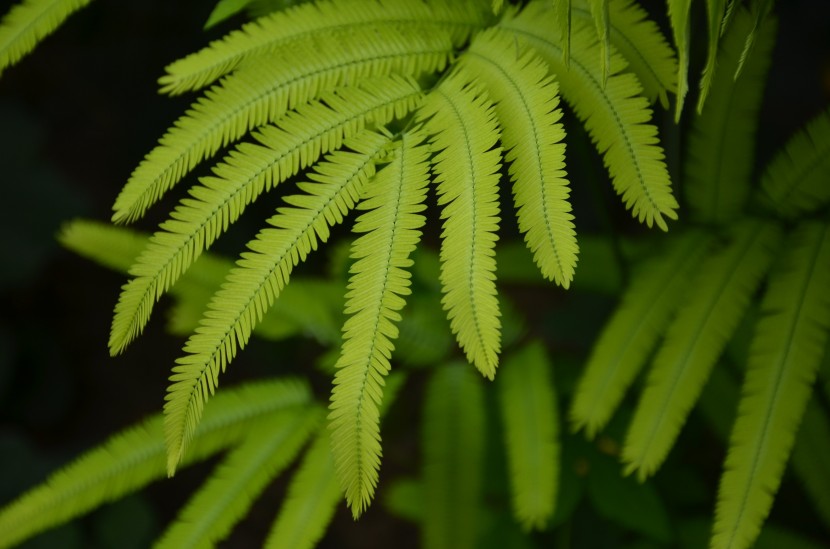 綠色蕨類植物圖片