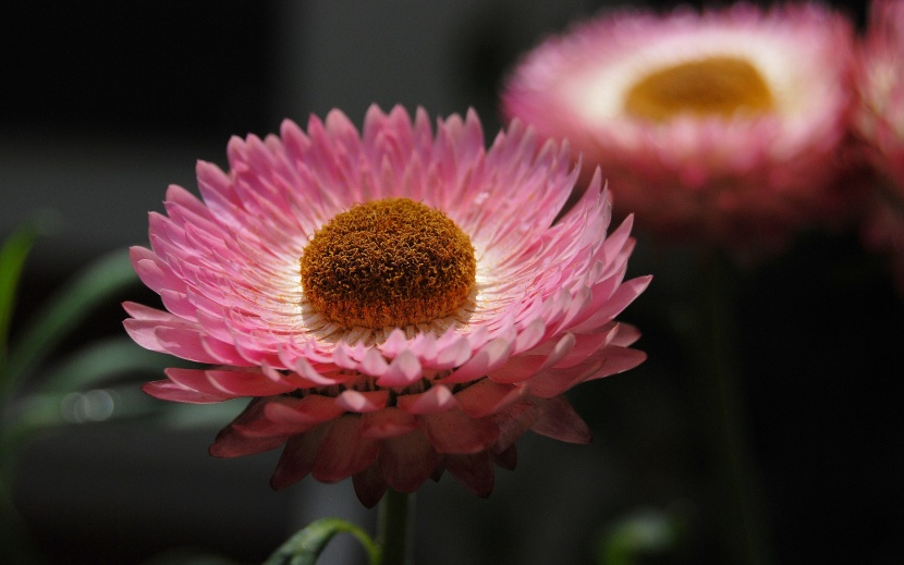 花色絢麗的蠟菊圖片