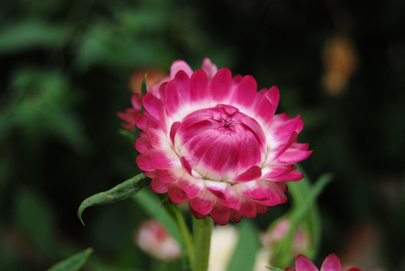 花色絢麗的蠟菊圖片