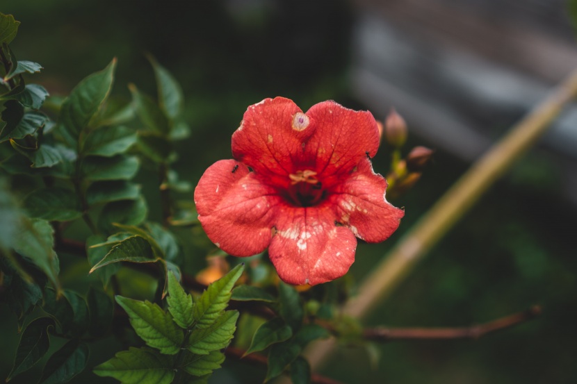 亮麗的紅色朱槿花圖片