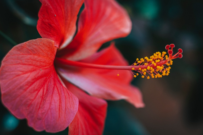 亮麗的紅色朱槿花圖片