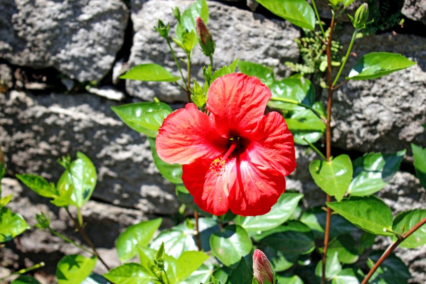 亮麗的紅色朱槿花圖片