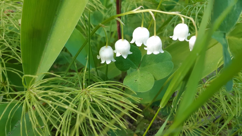 芳香宜人的鈴蘭圖片