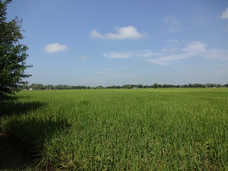 平坦的綠色草地圖片