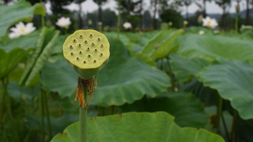 綠色新鮮的蓮蓬圖片