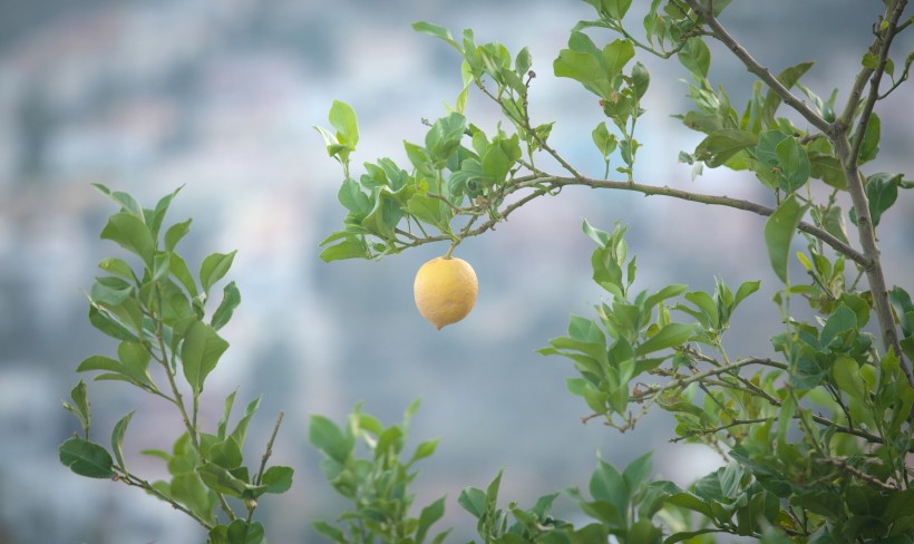 美麗清香的檸檬樹圖片