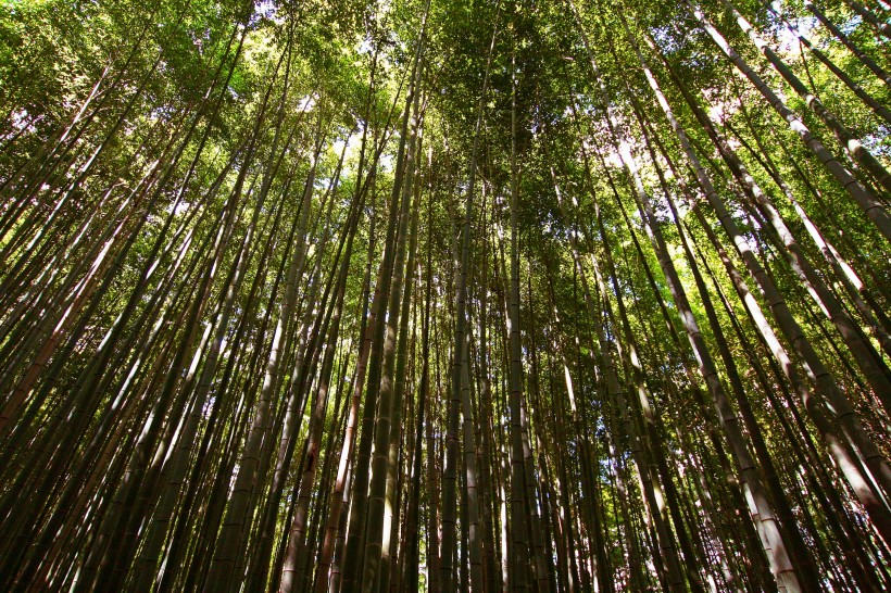 清逸優美的竹林圖片