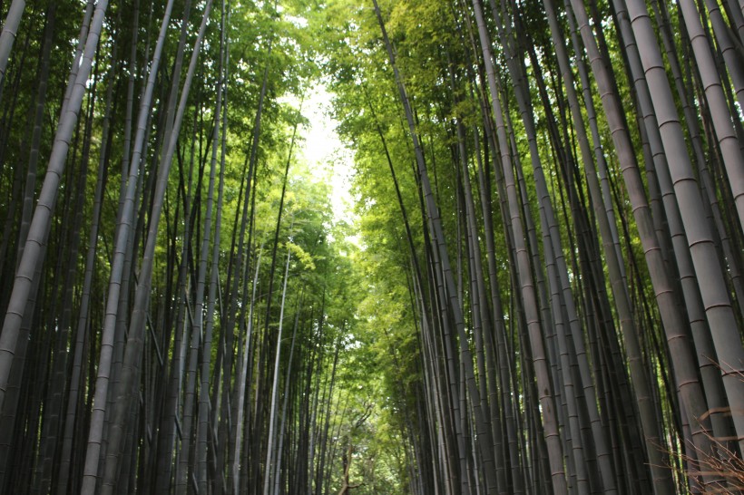 清逸優美的竹林圖片