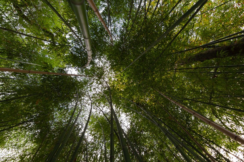 清逸優美的竹林圖片