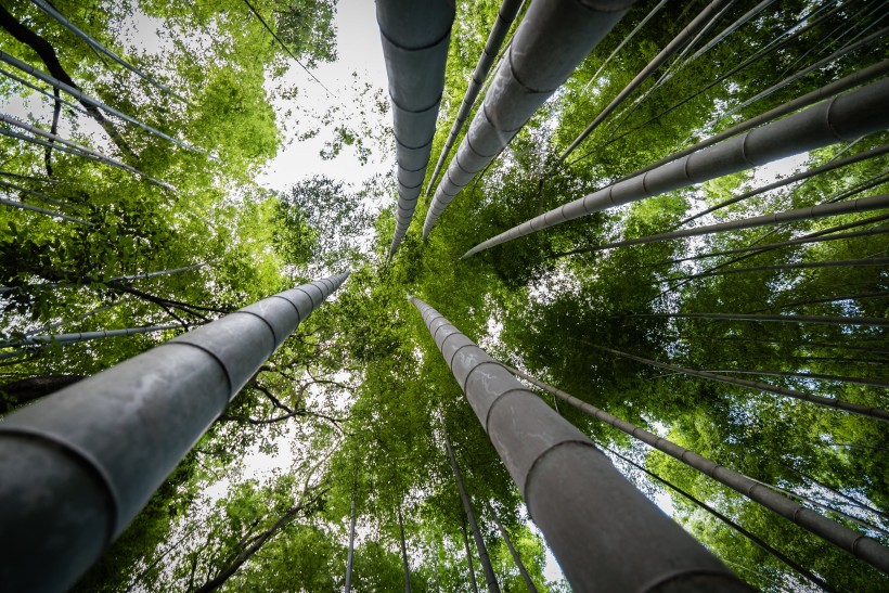 清逸優美的竹林圖片