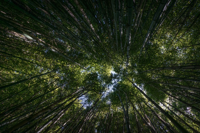 清逸優美的竹林圖片