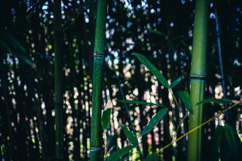 清逸優美的竹林圖片