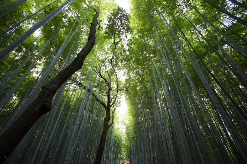 清逸優美的竹林圖片