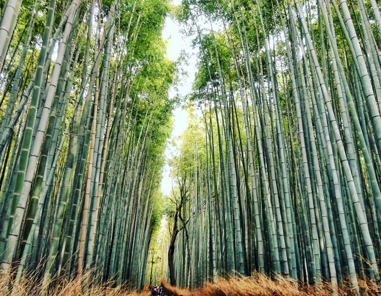 清逸優美的竹林圖片