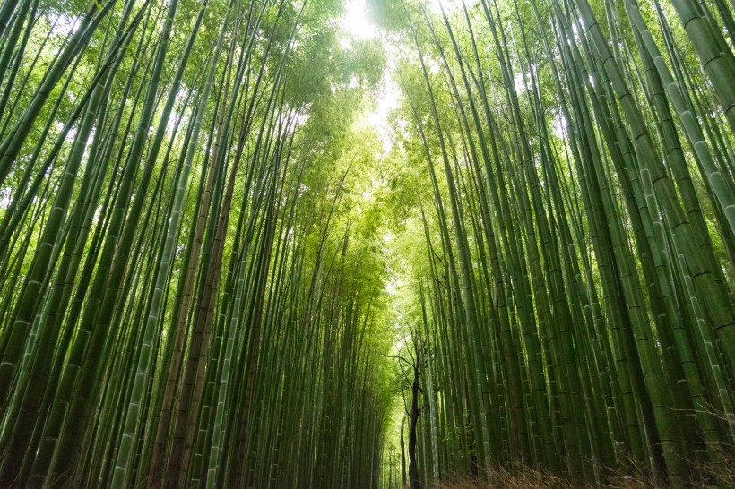 清逸優美的竹林圖片