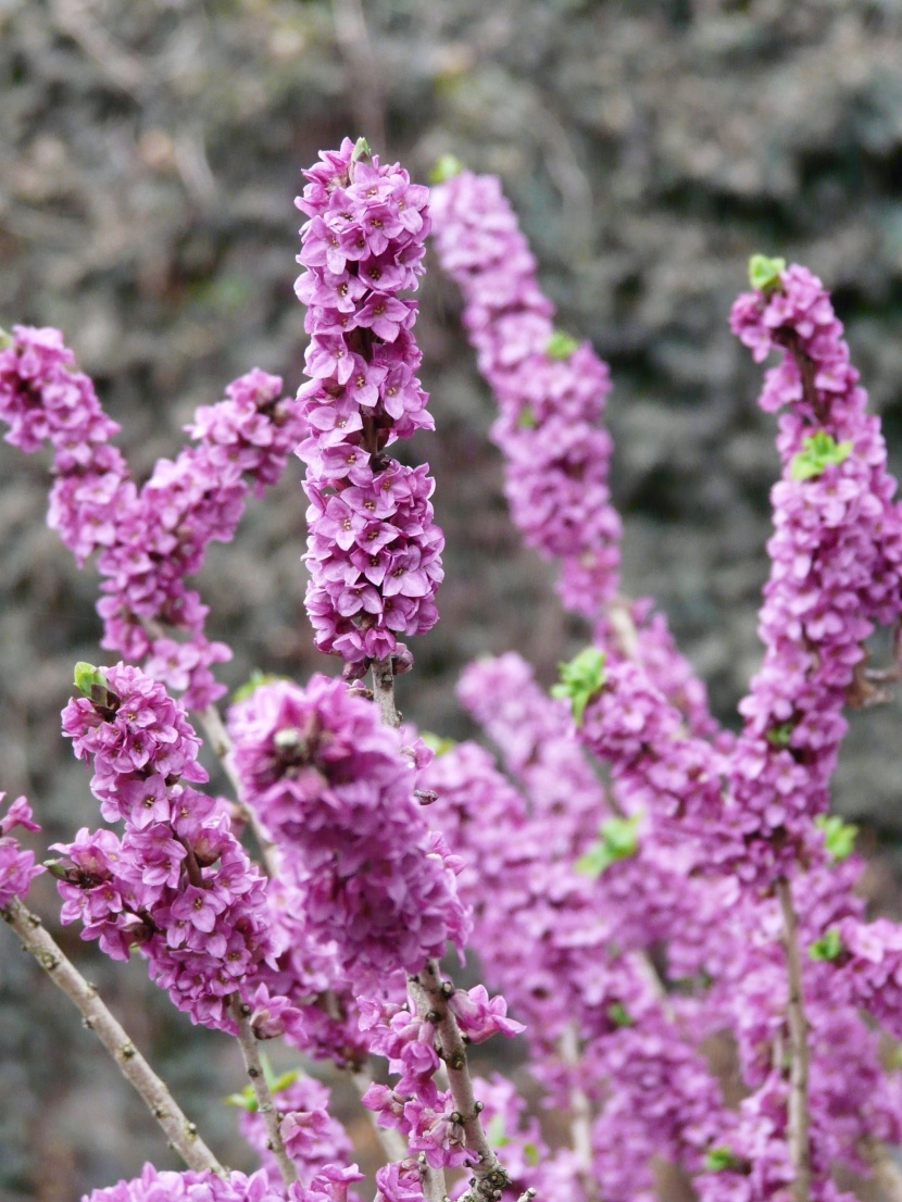 美觀大方的瑞香花圖片