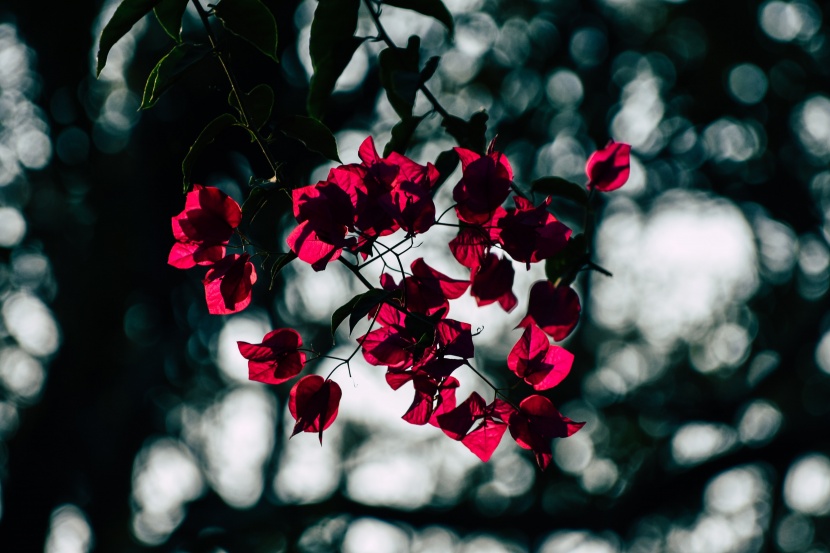 色彩鮮豔的葉子花圖片