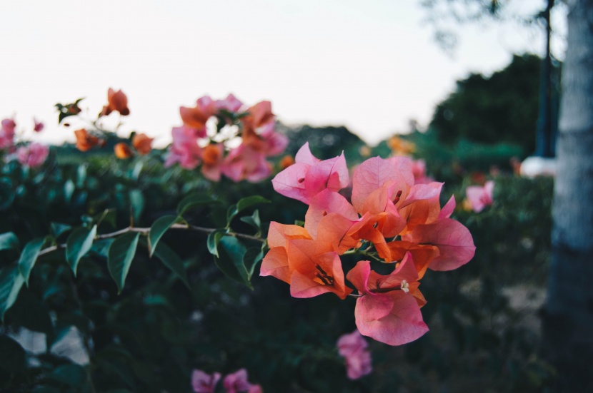 色彩鮮豔的葉子花圖片