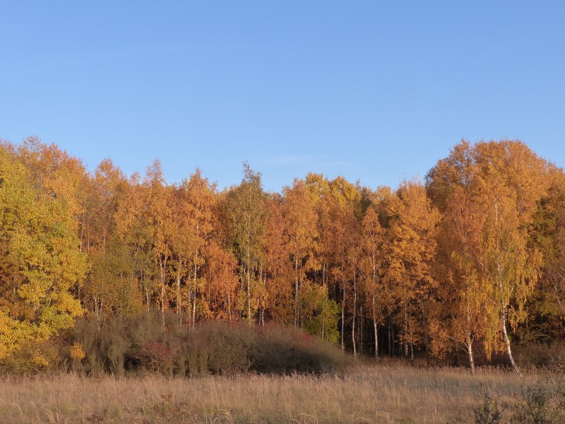 深秋的樹林圖片