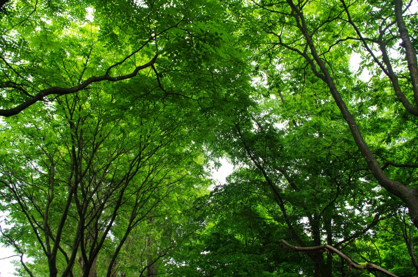 郁郁蔥蔥的綠色樹林風景圖片