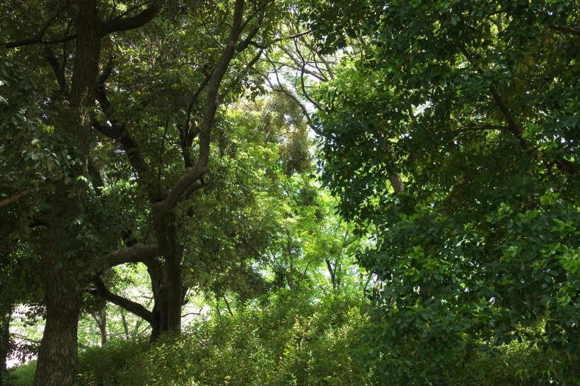 郁郁蔥蔥的綠色樹林風景圖片