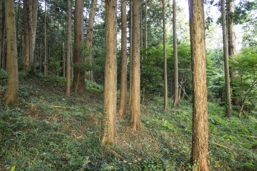 幽靜的樹林圖片