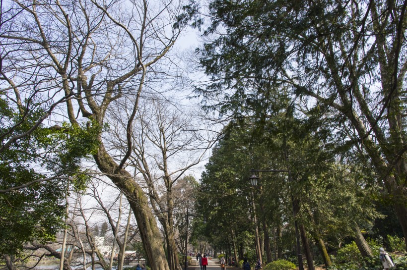 郁郁蔥蔥的綠色樹林風景圖片