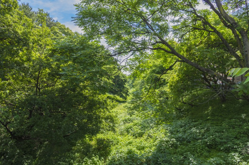 郁郁蔥蔥的綠色樹林風景圖片