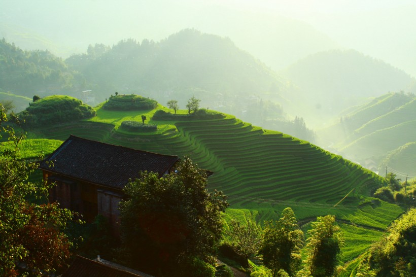 層層疊疊綠色的梯田風景圖片