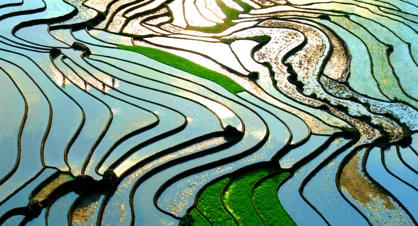 層疊的綠色梯田風景圖片