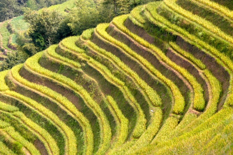 層層疊疊綠色的梯田風景圖片