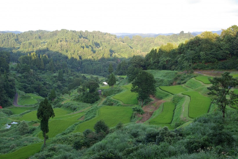 層層疊疊綠色的梯田風景圖片