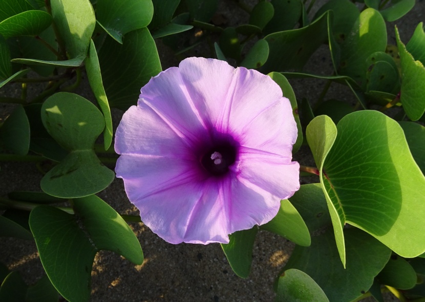 溫婉清麗的牽牛花圖片