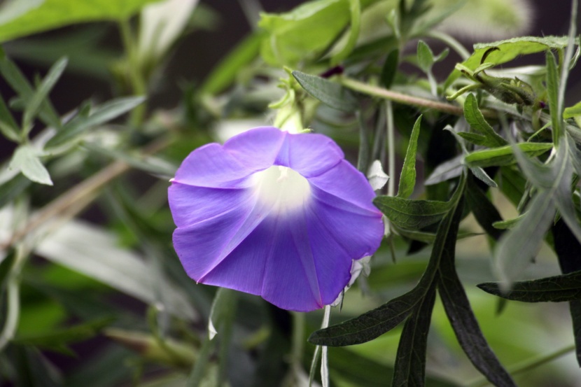 溫婉清麗的牽牛花圖片