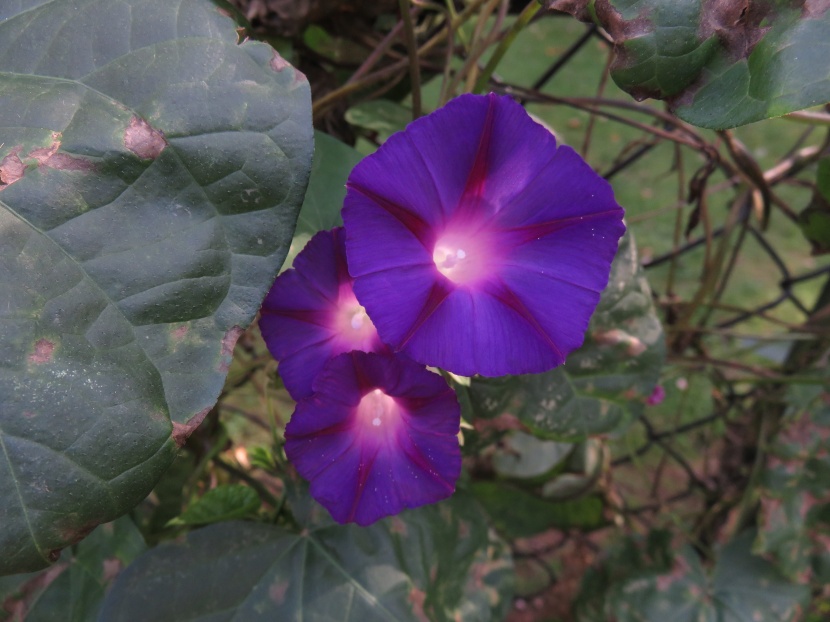 溫婉清麗的牽牛花圖片